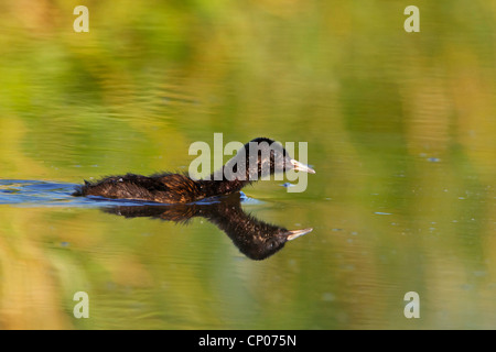 water rail (Rallus aquaticus), swimming chick, Germany, Rhineland-Palatinate Stock Photo
