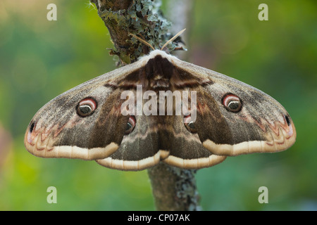 giant peacock moth (Saturnia pyri), female Stock Photo