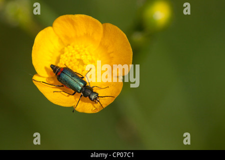 red-tipped flower beetle (Malachius bipustulatus), sitting on blossom of creeping buttercup , Germany, Rhineland-Palatinate Stock Photo