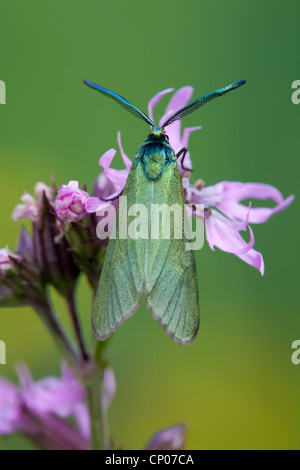 Forester, Common forester (Procris statices, Adscita statices), sitting on meadow campion, Germany, Rhineland-Palatinate Stock Photo