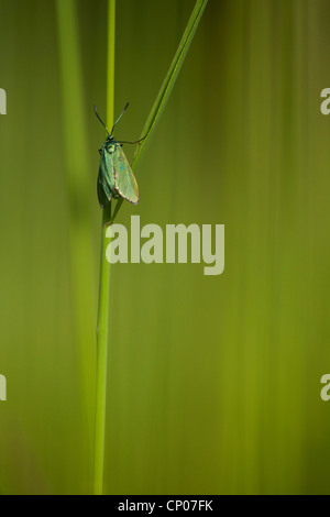 Forester, Common forester (Procris statices, Adscita statices), sitting at a grass blade, Germany, Rhineland-Palatinate Stock Photo