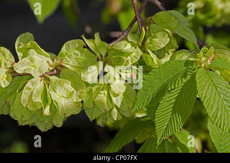 Scotch elm, Wych elm (Ulmus glabra, Ulmus scabra), branch with fruits, Germany Stock Photo