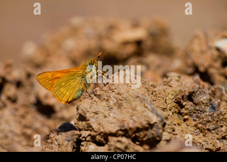 Essex skipper (Thymelicus lineolus, Thymelicus lineola), sittin on the ground, Germany, Rhineland-Palatinate Stock Photo