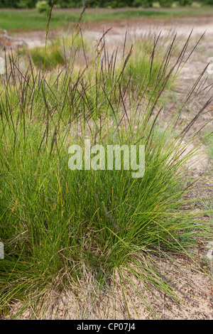 moor-mat grass (Nardus stricta), on sand, Germany Stock Photo