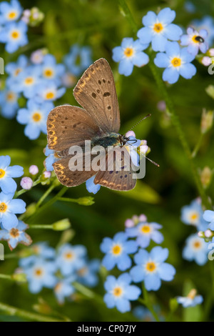Sooty Copper (Lycaena tityrus, Heodes tityrus, Chrysophanus dorilis), male on flowers of forget-me-not, Germany Stock Photo