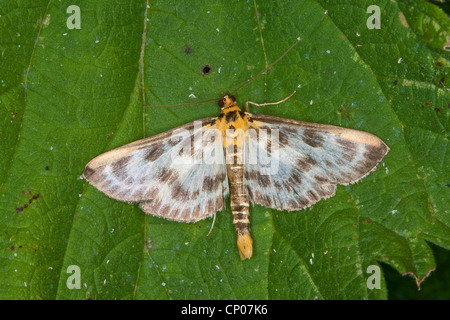 small magpie (Eurrhypara hortulata, Eurrhypara urticata, Eurrhypara urticalis), sitting on a leaf, Germany Stock Photo