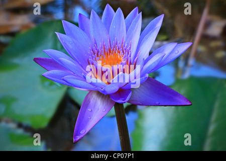 Blue water lily in a pond on La Digue in the Seychelles Stock Photo