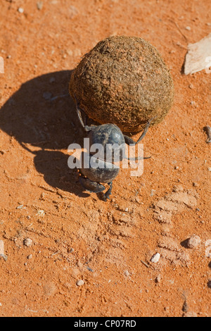 Flightless dung beetle (Circellium bacchus), rolling a dung ball, South Africa, Eastern Cape, Addo Elephant National Park