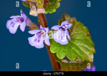 gill-over-the-ground, ground ivy (Glechoma hederacea), flowers, Germany Stock Photo