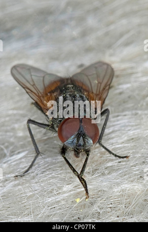 Face fly, Autumn house-fly (Musca autumnalis), male grooming, Germany Stock Photo