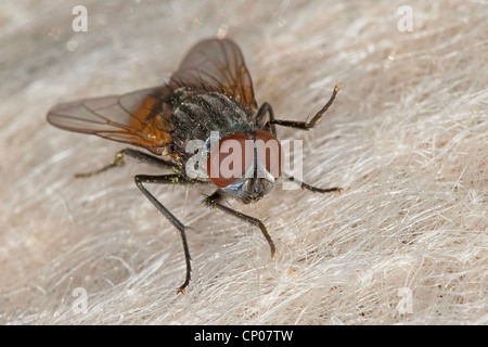Face fly, Autumn house-fly (Musca autumnalis), male, Germany Stock Photo