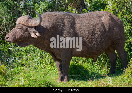 African buffalo (Syncerus caffer), side view, South Africa, Eastern Cape, Addo Elephant National Park Stock Photo