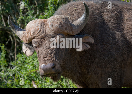 African buffalo (Syncerus caffer), portrait, South Africa, Eastern Cape, Addo Elephant National Park Stock Photo