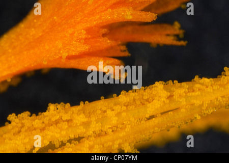 crocus (Crocus spec.), stamens and stigma with pollen Stock Photo