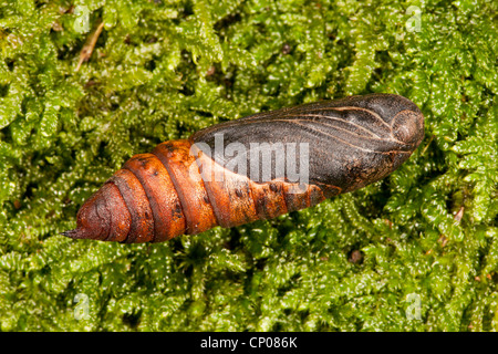Bedstraw hawkmoth (Hyles gallii, Celerio galii), pupa lying on moss, Germany, Rhineland-Palatinate Stock Photo