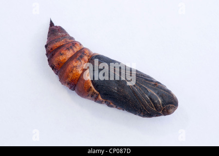 Bedstraw hawkmoth (Hyles gallii, Celerio galii), pupa, cutout, Germany, Rhineland-Palatinate Stock Photo