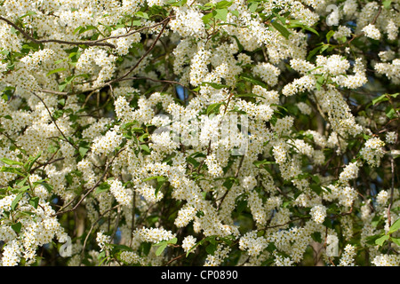 European bird cherry (Prunus padus, Padus avium), blooming twigs, Germany Stock Photo