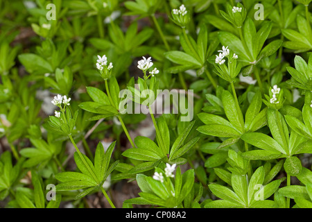 sweet woodruff (Galium odoratum), blooming, Germany Stock Photo