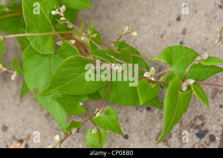 Climbing buckwheat, Black bindweed (Fallopia convolvulus, Polygonum convolvulus, Bilderdykia convolvulus), Germany Stock Photo