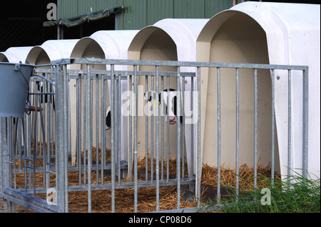 domestic cattle (Bos primigenius f. taurus), calves in boxes,  , Stock Photo