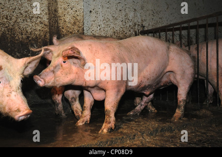 domestic pig (Sus scrofa f. domestica), pigs in pigsty,  , Stock Photo