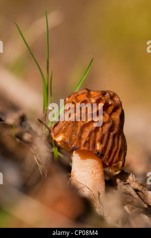 False morel (Gyromitra esculenta, Helvella esculenta), Germany, Rhineland-Palatinate Stock Photo