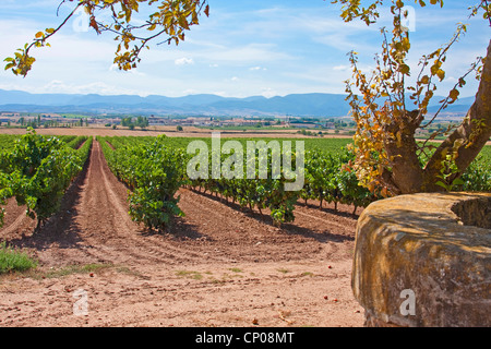 vine yards at the edge of the Way of St. James between Azofra and Ciruea-Ciriuela, Spain, Basque country, La Rioja, Navarra Stock Photo