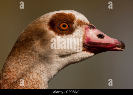 Egyptian goose (Alopochen aegyptiacus), portrait, Germany, Hesse Stock Photo