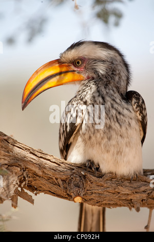 southern yellow-billed hornbill (Tockus leucomelas), sitting on a branch, South Africa, Northern Cape, Kgalagadi Transfrontier National Park, Askham Stock Photo