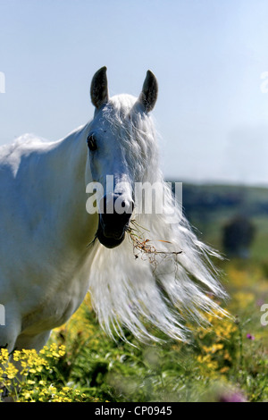 Arabian Thorougbred, Pure-bred Arab horse (Equus przewalskii f. caballus), portrait feeding on grass Stock Photo