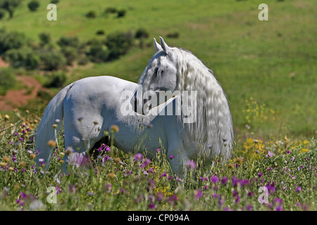 Arabian Thorougbred, Pure-bred Arab horse (Equus przewalskii f. caballus), stallion on a flower meadow, Germany Stock Photo