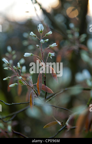 Lamarck's Serviceberry (Amelanchier lamarckii), twig with fowers in the evening, Germany, Rhineland-Palatinate Stock Photo