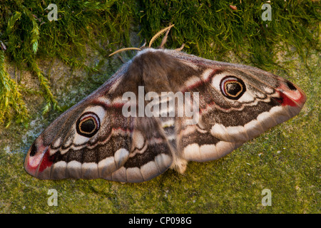 emperor moth (Saturnia pavonia, Eudia pavonia), female, Germany, Rhineland-Palatinate Stock Photo