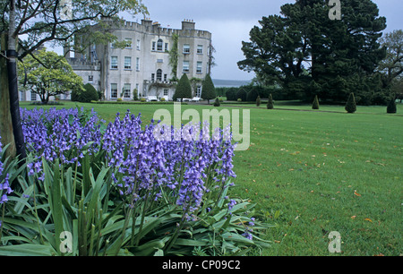 Bluebells, Glin Castle, ancestral home of the Knights of Glin, Co. Limerick, Ireland Stock Photo