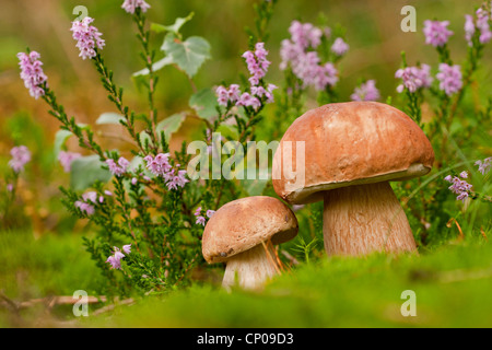 penny bun, cep (Boletus edulis), with heath, Calluna vulgaris, Germany, Rhineland-Palatinate Stock Photo