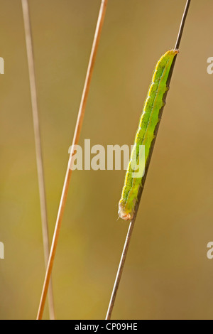Broom moth (Melanchra pisi, Ceramica pisi), caterpillar sitting at a sprout, Germany, Rhineland-Palatinate Stock Photo