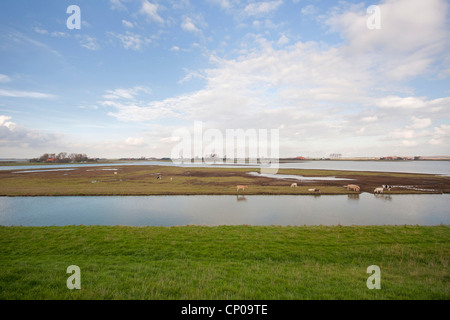 cows on pasture at inland lake, Netherlands, Zeeland, Serooskerke Schouwen Stock Photo