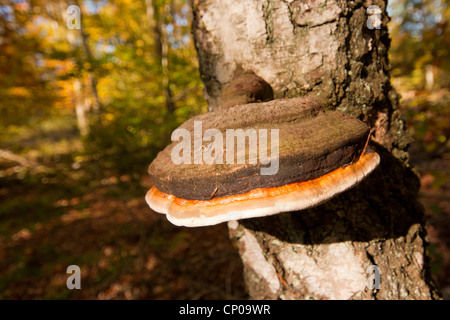 brown crumbly rot, red banded polypore (Fomitopsis pinicola), Germany, Rhineland-Palatinate Stock Photo