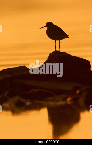 common redshank (Tringa totanus), sitting on a coastal rock in evening light, Netherlands, Zeeland Stock Photo