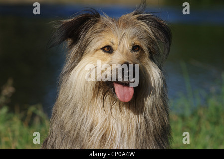Berger de Picardie, Berger Picard (Canis lupus f. familiaris), portrait of a three years old mixed breed dog Stock Photo