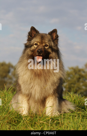 Keeshond (Canis lupus f. familiaris), sitting in meadow Stock Photo
