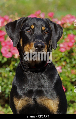 Berger de Beauce, Beauceron (Canis lupus f. familiaris), six month old Beauceron Labrador mixed breed dog, portrait Stock Photo