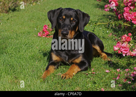 Berger de Beauce, Beauceron (Canis lupus f. familiaris), six month old Beauceron Labrador mixed breed dog lying in lawn Stock Photo