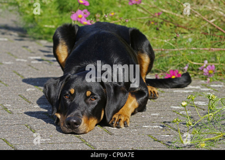 Berger de Beauce, Beauceron (Canis lupus f. familiaris), six month old Beauceron Labrador mixed breed dog lying on path Stock Photo