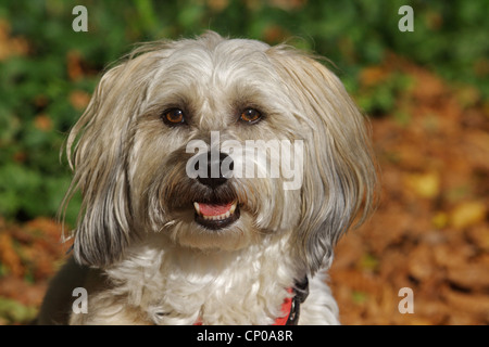 Havanese (Canis lupus f. familiaris), portrait Stock Photo