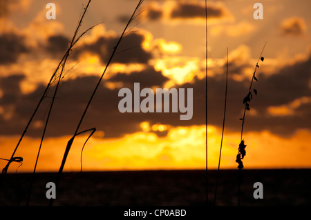 Sunrise over seagrass. Stock Photo