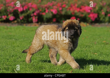 Leonberger (Canis lupus f. familiaris), 12 weeks old whelp in a meadow Stock Photo