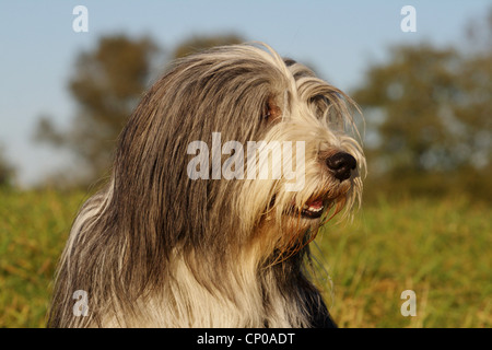 Bearded Collie (Canis lupus f. familiaris), 6 years old individual, portrait Stock Photo