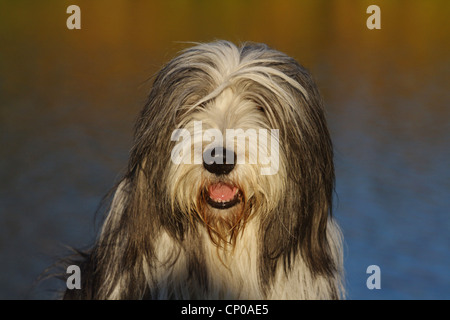 Bearded Collie (Canis lupus f. familiaris), 6 years old individual, portrait Stock Photo