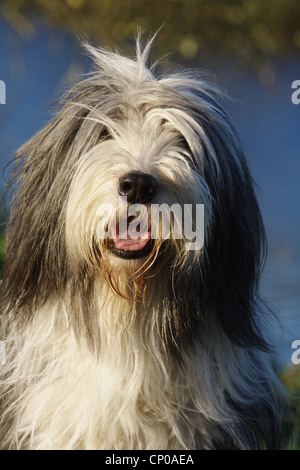 Bearded Collie (Canis lupus f. familiaris), 6 years old individual, portrait Stock Photo